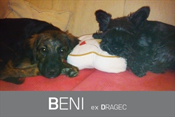Pozdrav od Benija (Drageca), udomljenog 23.11.2014. i njegove prijateljice Isse koja ga je lijepo prihvatila u svoj dom :) <3